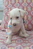 Enzo 
