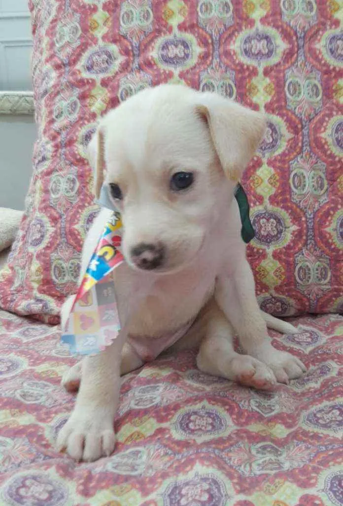 Cachorro ra a Srd idade 2 a 6 meses nome Enzo 