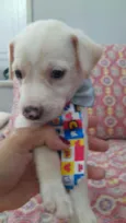 Enzo 
