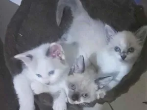 Gato raça SRD idade 2 a 6 meses nome Gatinhos