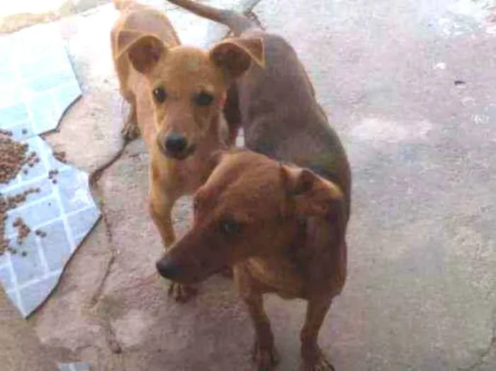 Cachorro ra a Raça não definida  idade 7 a 11 meses nome Max bobi Sofia Morga