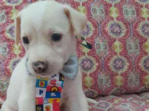 Cachorro raça Srd idade 2 a 6 meses nome Enzo 