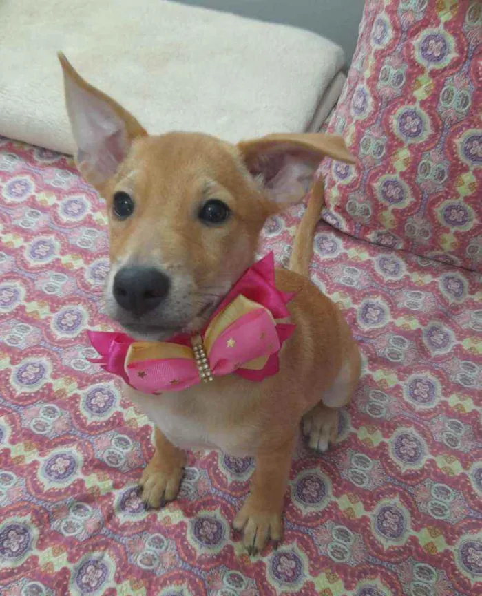 Cachorro ra a Srd idade 2 a 6 meses nome Juliette