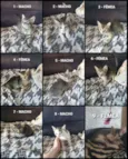 Vários Gatinhos