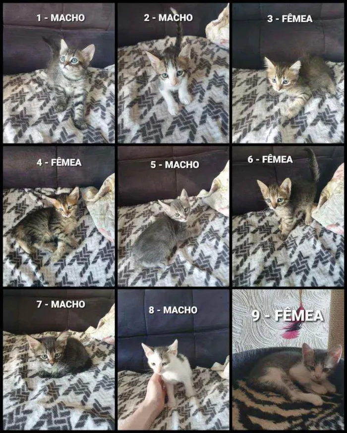 Gato ra a Sem raça idade Abaixo de 2 meses nome Vários Gatinhos