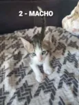 Vários Gatinhos