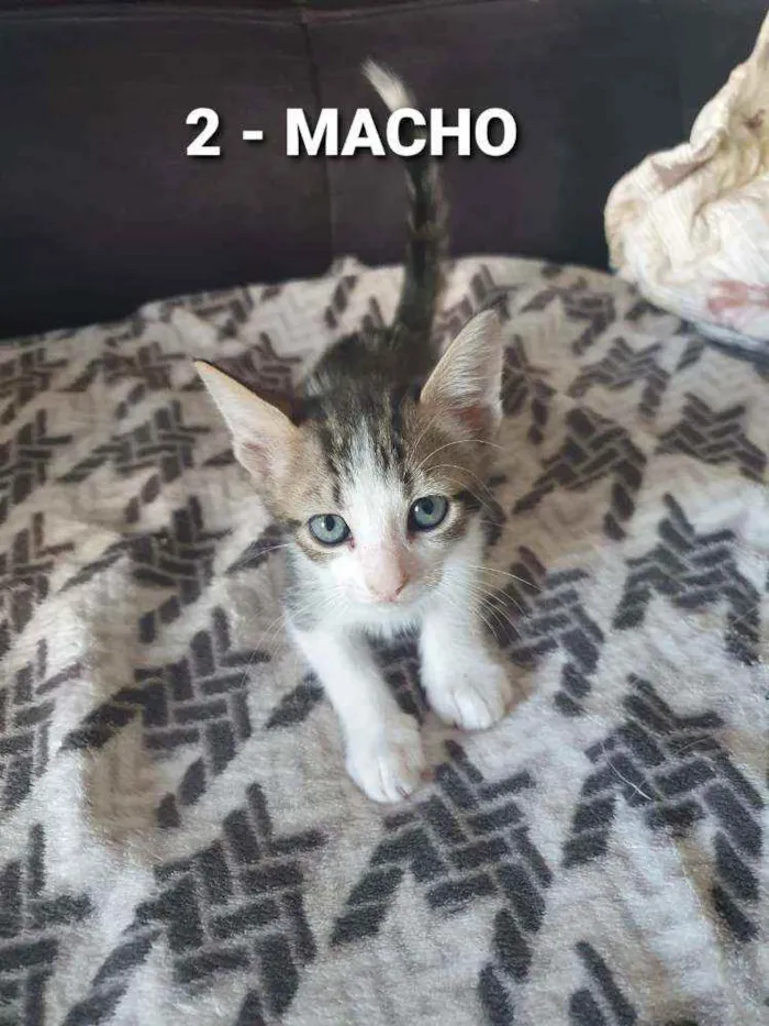 Gato ra a Sem raça idade Abaixo de 2 meses nome Vários Gatinhos