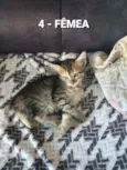 Vários Gatinhos