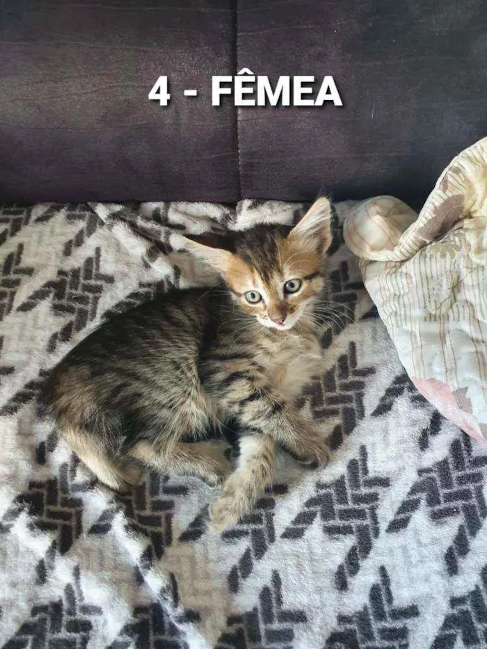Gato ra a Sem raça idade Abaixo de 2 meses nome Vários Gatinhos