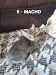 Vários Gatinhos