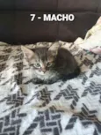 Vários Gatinhos