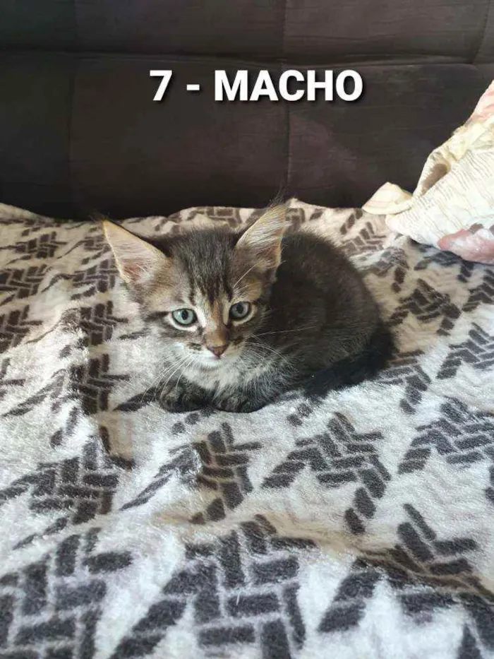 Gato ra a Sem raça idade Abaixo de 2 meses nome Vários Gatinhos