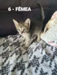 Vários Gatinhos