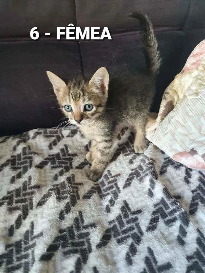Gato ra a Sem raça idade Abaixo de 2 meses nome Vários Gatinhos