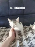 Vários Gatinhos