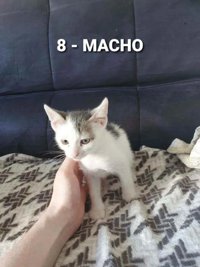 Gato ra a Sem raça idade Abaixo de 2 meses nome Vários Gatinhos