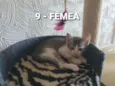 Vários Gatinhos
