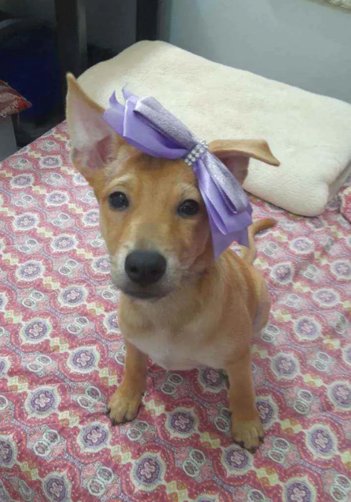 Cachorro ra a Srd idade 2 a 6 meses nome Juliette