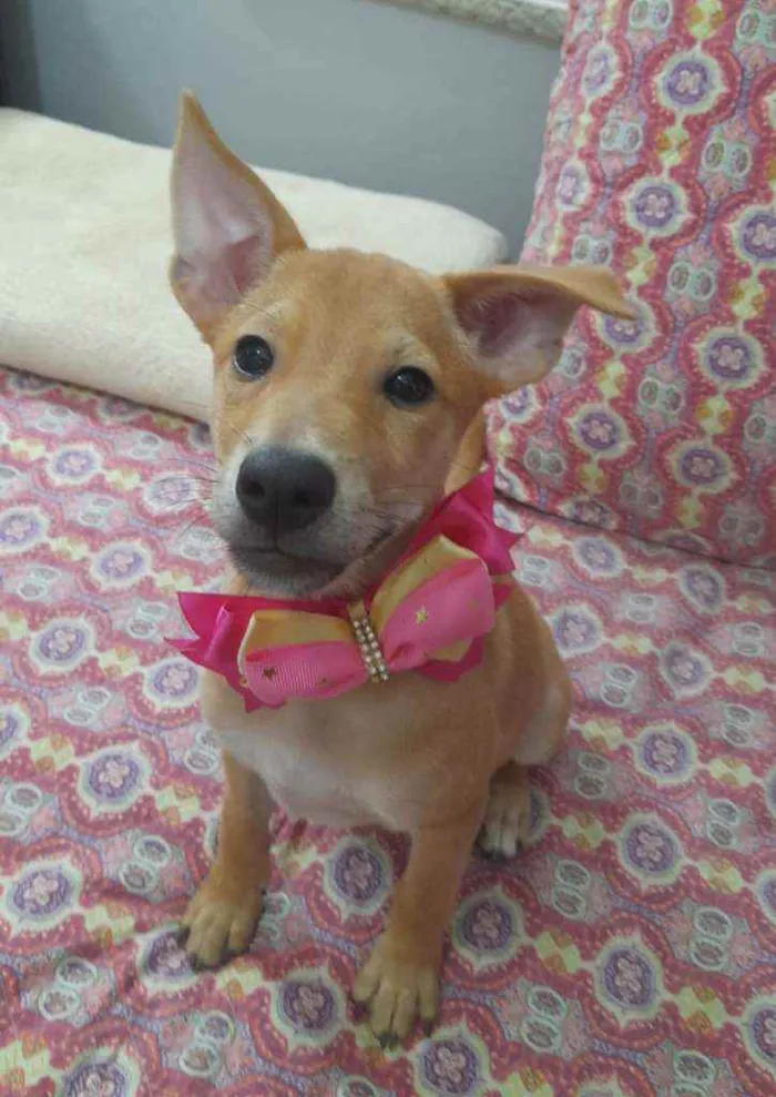 Cachorro ra a Srd idade 2 a 6 meses nome Juliette