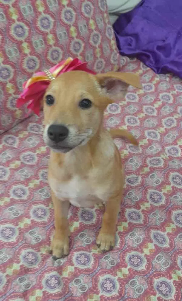 Cachorro ra a Srd idade 2 a 6 meses nome Juliette