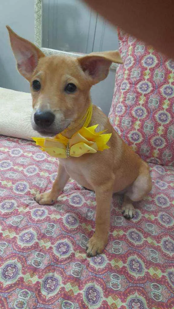 Cachorro ra a Srd idade 2 a 6 meses nome Juliette