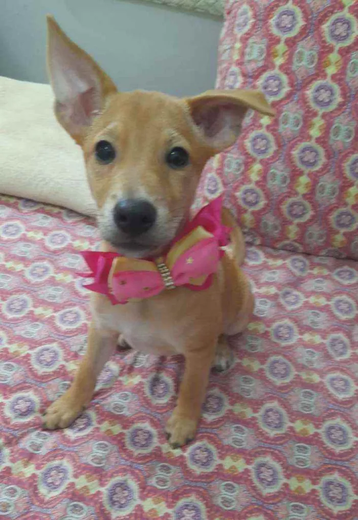 Cachorro ra a Srd idade 2 a 6 meses nome Juliette