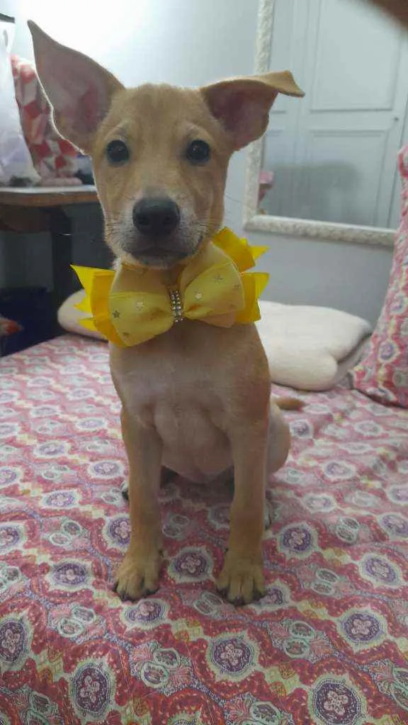 Cachorro ra a Srd idade 2 a 6 meses nome Juliette
