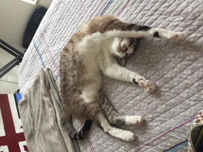 Gato ra a  idade 3 anos nome Pudim e Nata