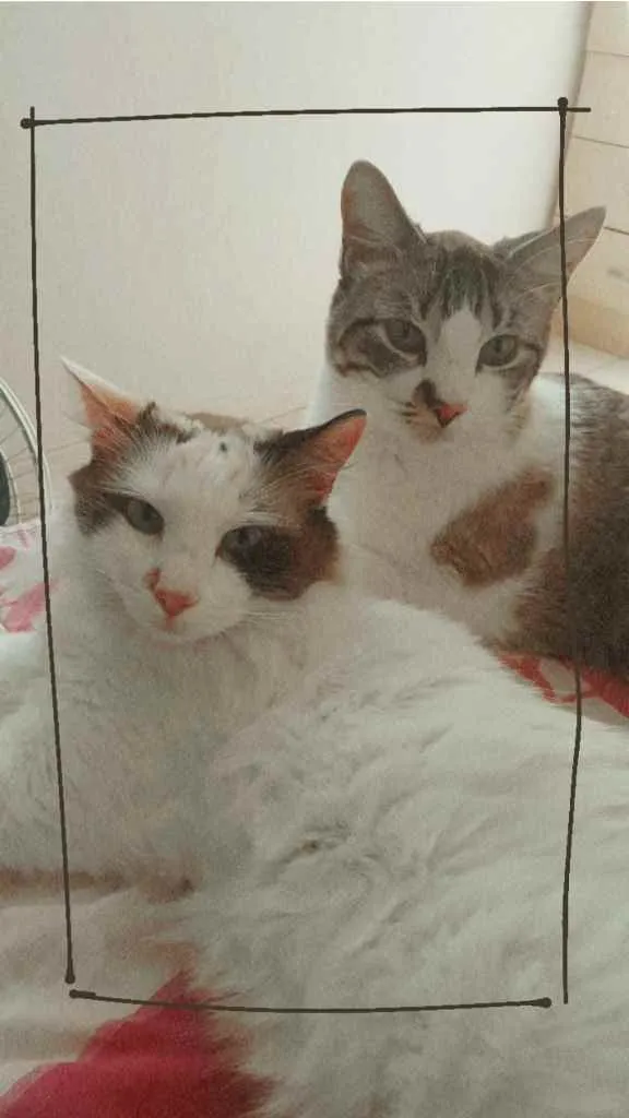 Gato ra a  idade 3 anos nome Pudim e Nata