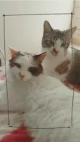 Pudim e Nata