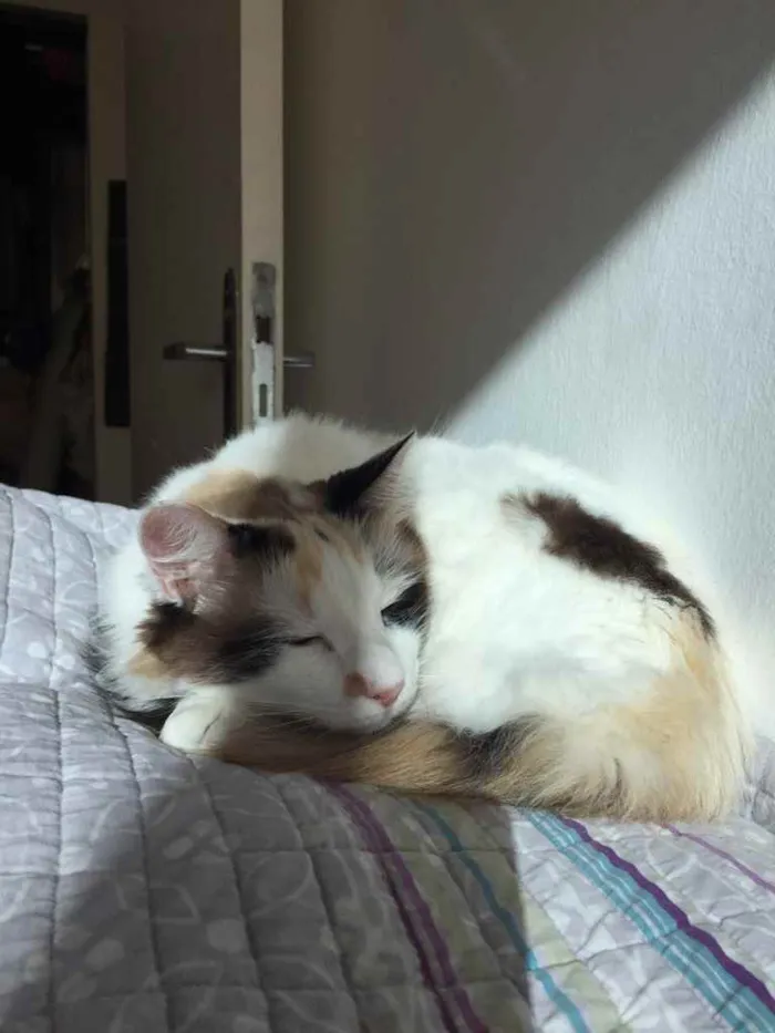 Gato ra a  idade 3 anos nome Pudim e Nata