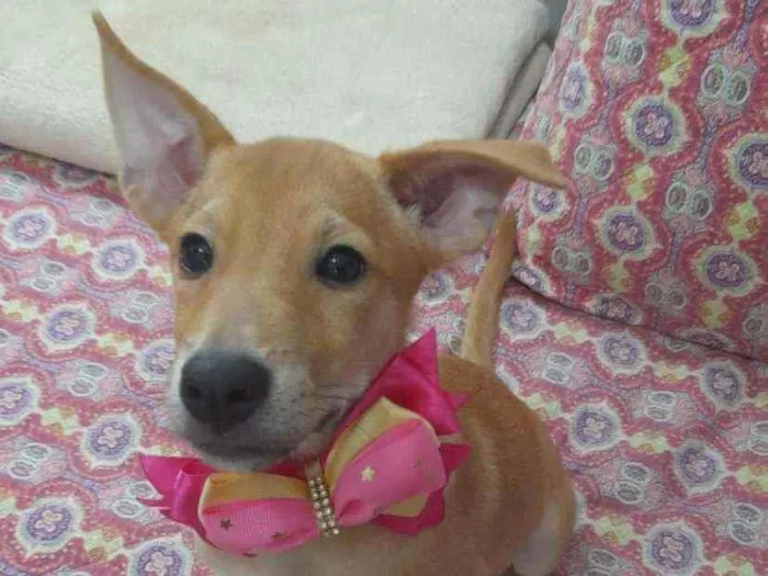 Cachorro ra a Srd idade 2 a 6 meses nome Juliette