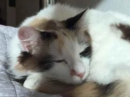 Gato ra a  idade 3 anos nome Pudim e Nata