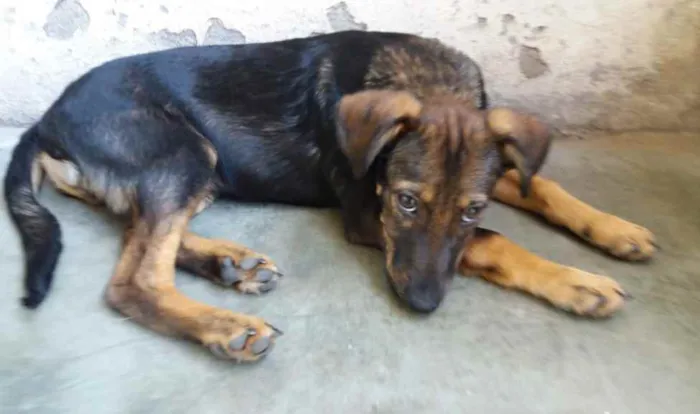 Cachorro ra a Srd idade 2 a 6 meses nome Joaquim 