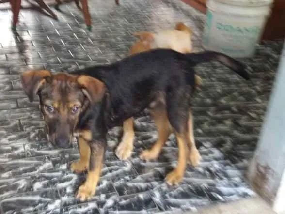 Cachorro ra a Srd idade 2 a 6 meses nome Joaquim 