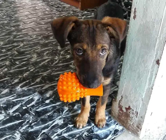 Cachorro ra a Srd idade 2 a 6 meses nome Joaquim 