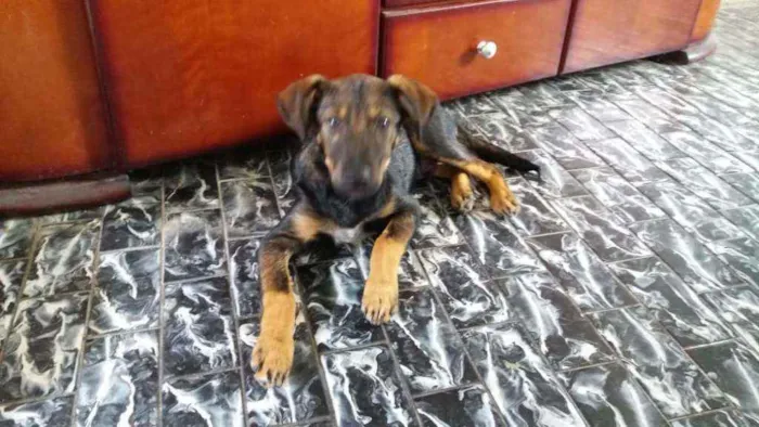 Cachorro ra a Srd idade 2 a 6 meses nome Joaquim 