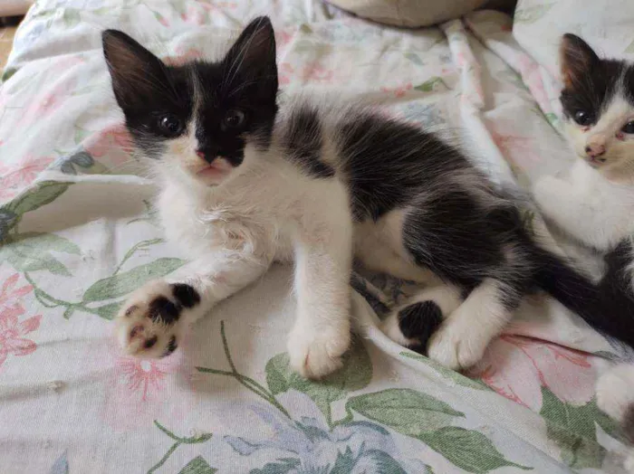 Gato ra a  idade Abaixo de 2 meses nome Fofo