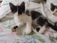 Fofo