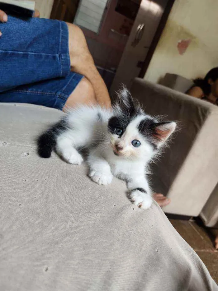 Gato ra a  idade Abaixo de 2 meses nome Mimi