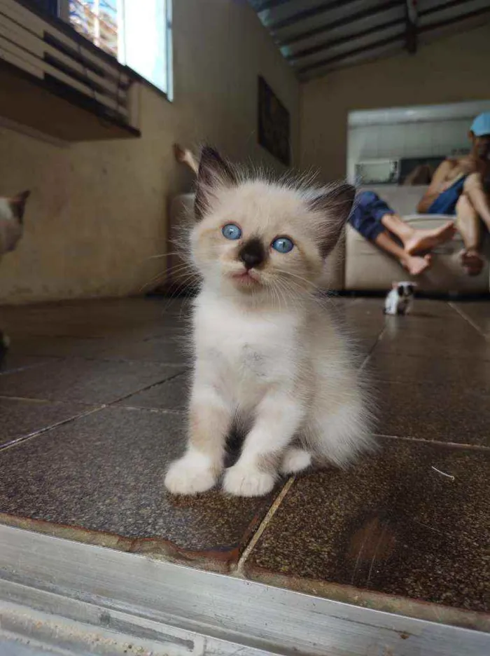 Gato ra a  idade Abaixo de 2 meses nome Katy