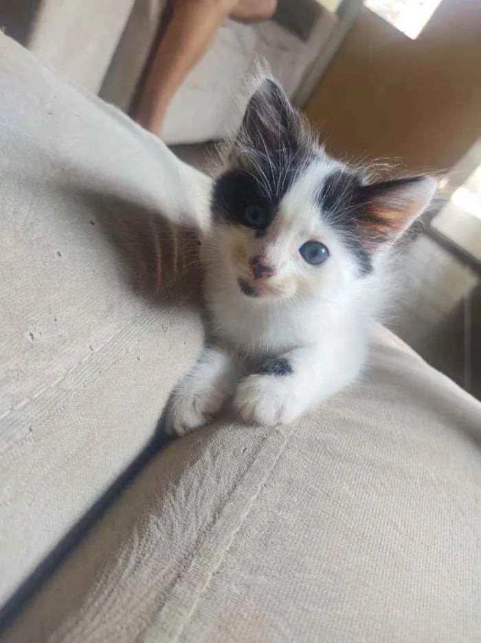 Gato ra a  idade Abaixo de 2 meses nome Sem nome
