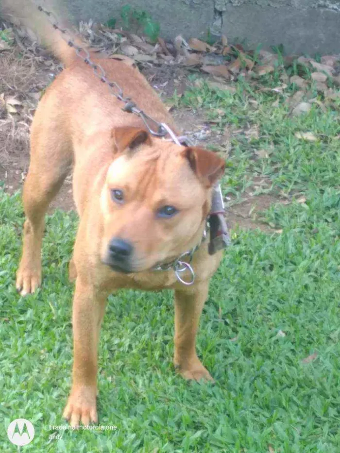 Cachorro ra a Pitbull idade 1 ano nome Luck