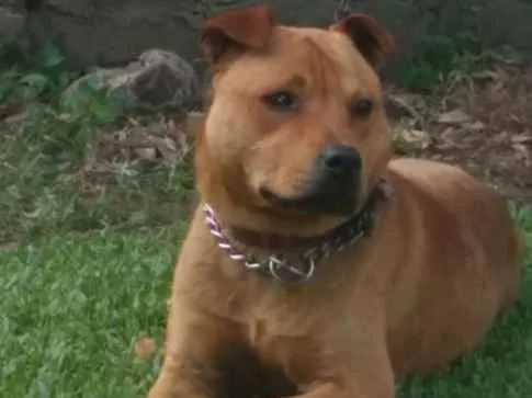 Cachorro ra a Pitbull idade 1 ano nome Luck