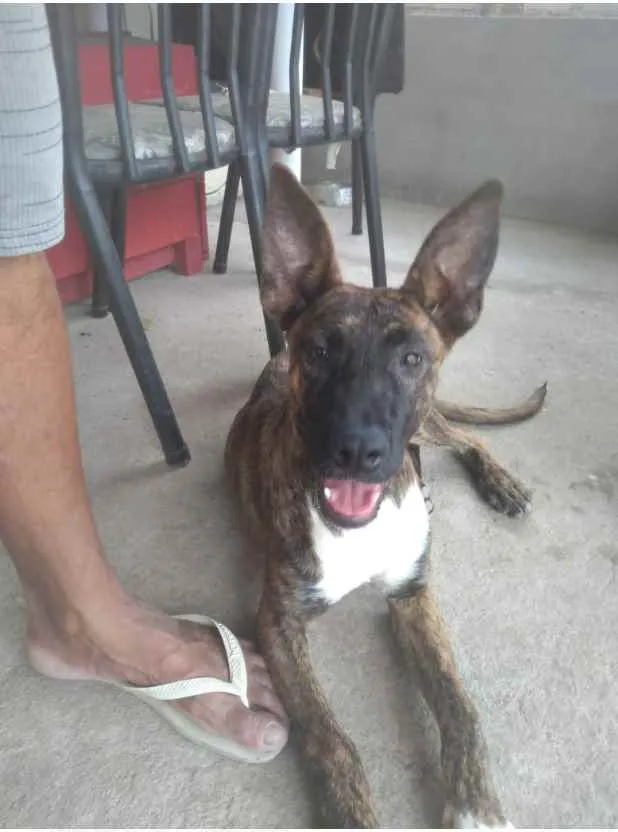 Cachorro ra a Pasto idade 7 a 11 meses nome Pastor