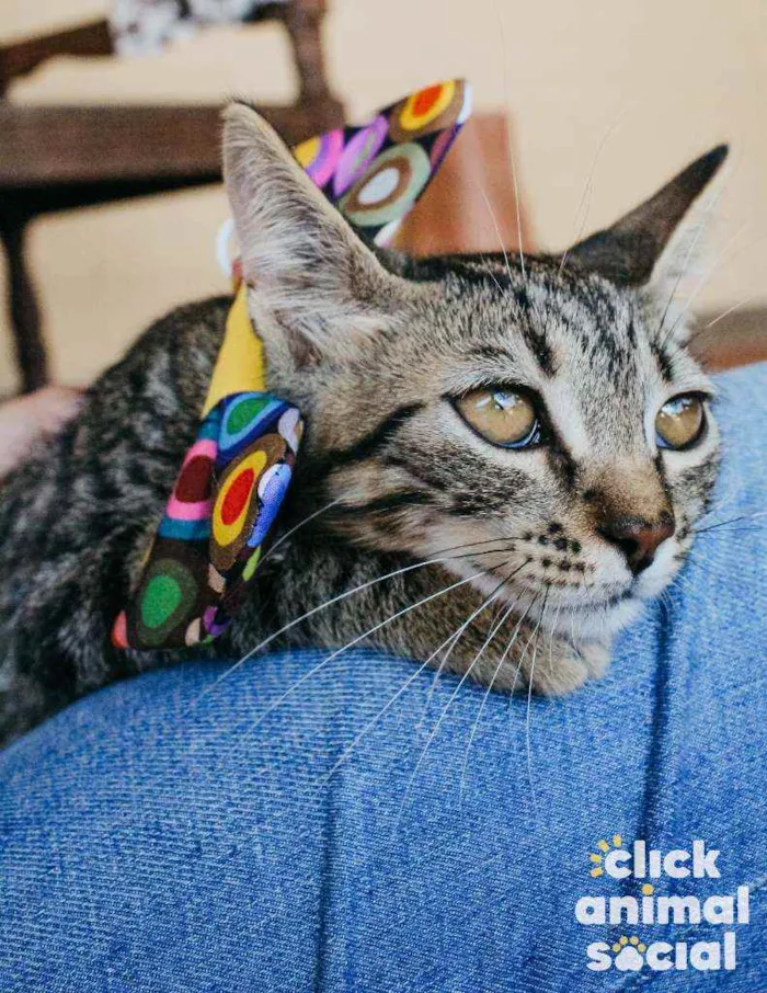 Gato ra a SRD idade 2 a 6 meses nome Leona