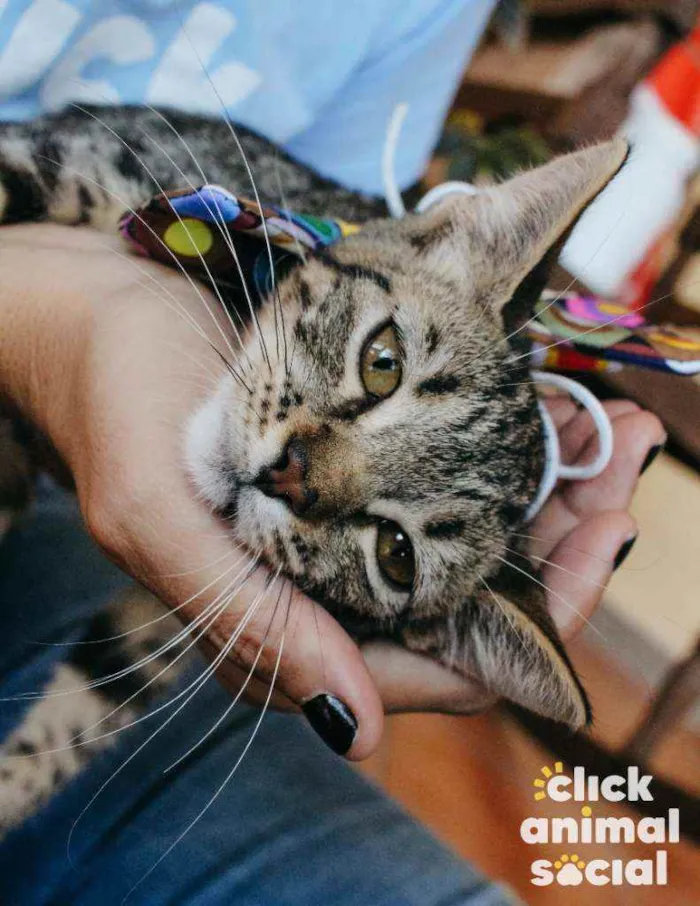 Gato ra a SRD idade 2 a 6 meses nome Leona