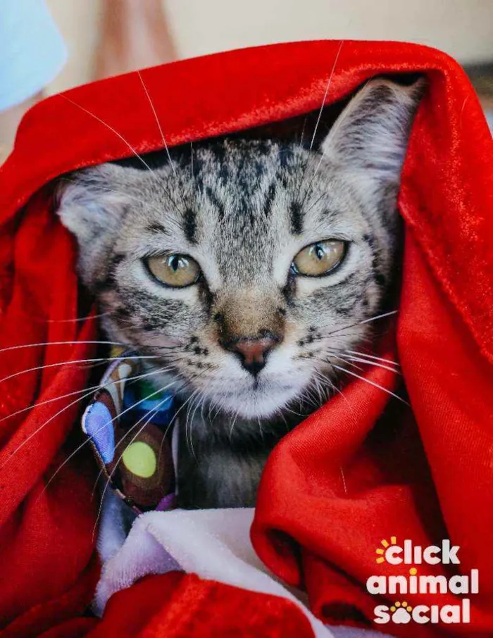 Gato ra a SRD idade 2 a 6 meses nome Leona