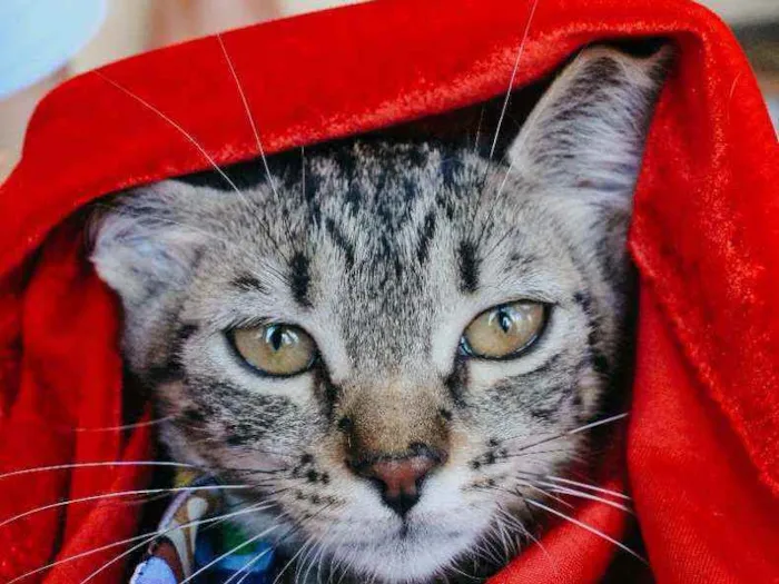Gato ra a SRD idade 2 a 6 meses nome Leona