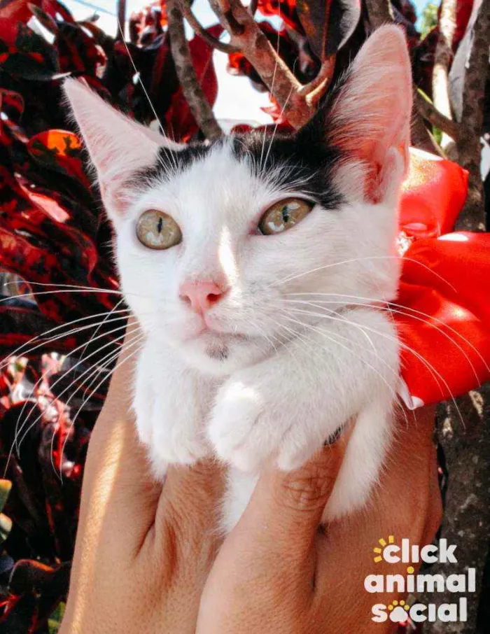 Gato ra a SRD idade 2 a 6 meses nome Luly